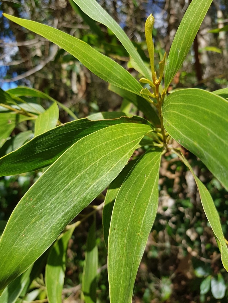 Acacia cincinnata photo 6