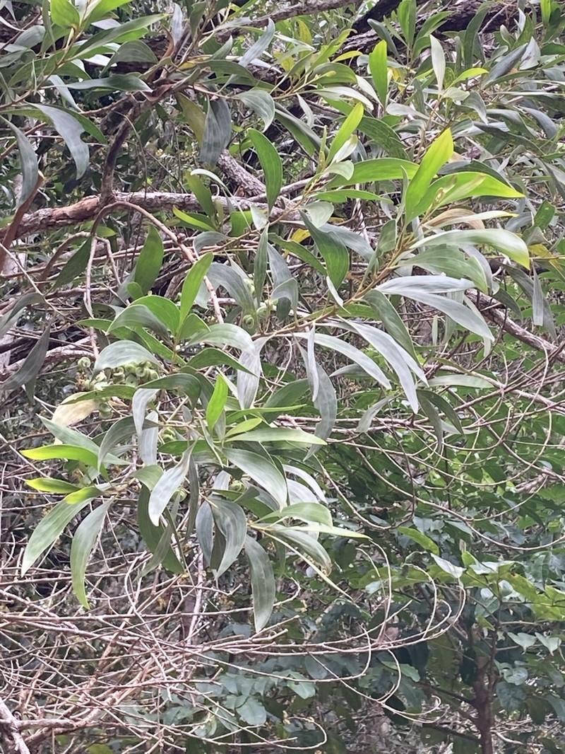 Acacia cincinnata photo 8