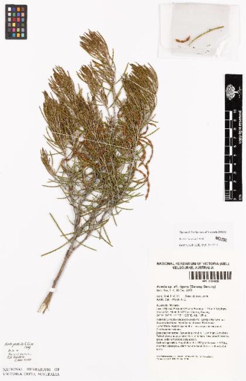 Acacia cineramis