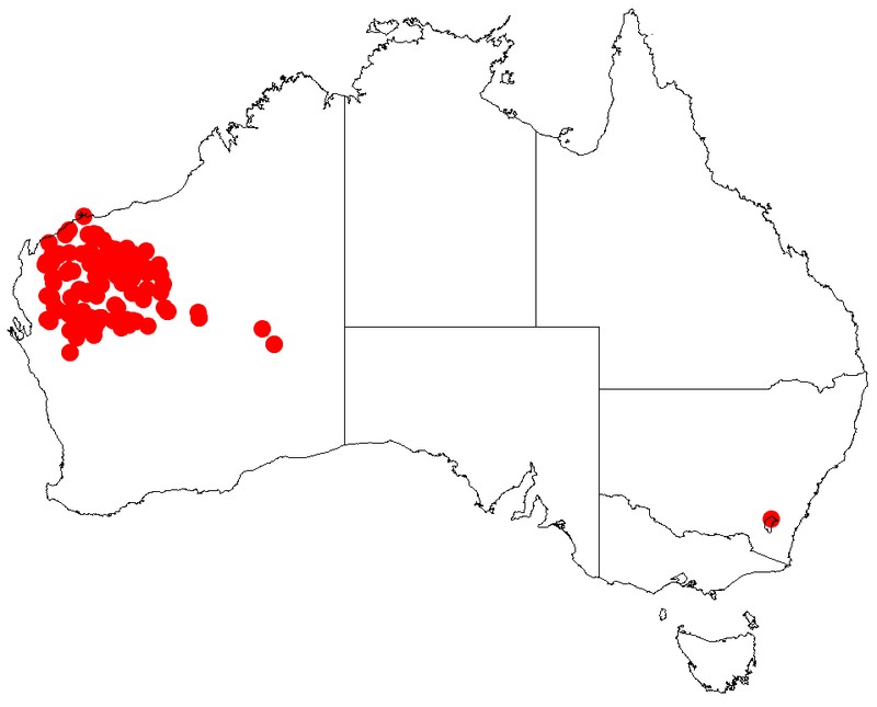 Acacia citrinoviridis