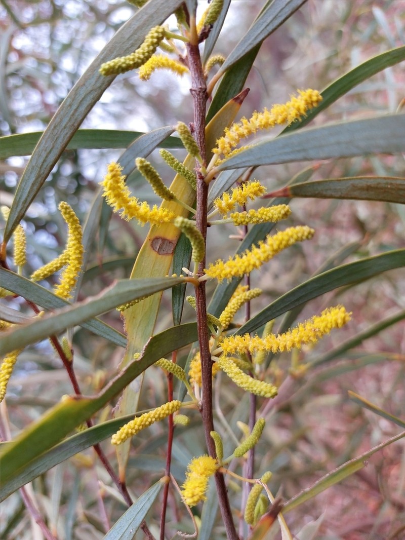 Acacia citrinoviridis photo 2