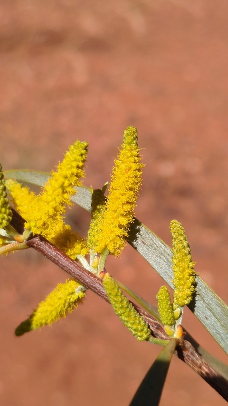 Acacia citrinoviridis photo 3
