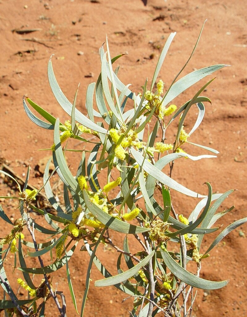 Acacia citrinoviridis photo 4