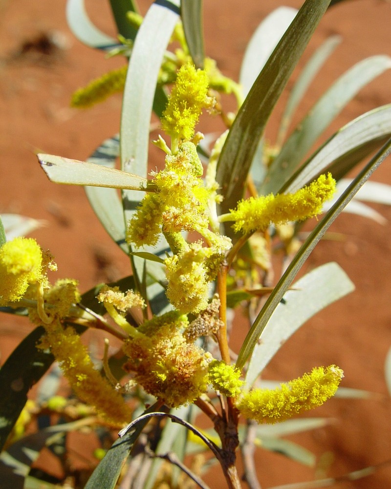 Acacia citrinoviridis photo 6