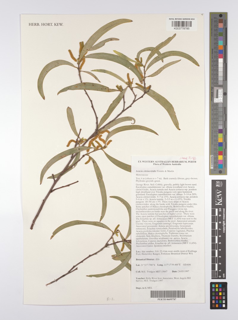 Acacia citrinoviridis photo 7