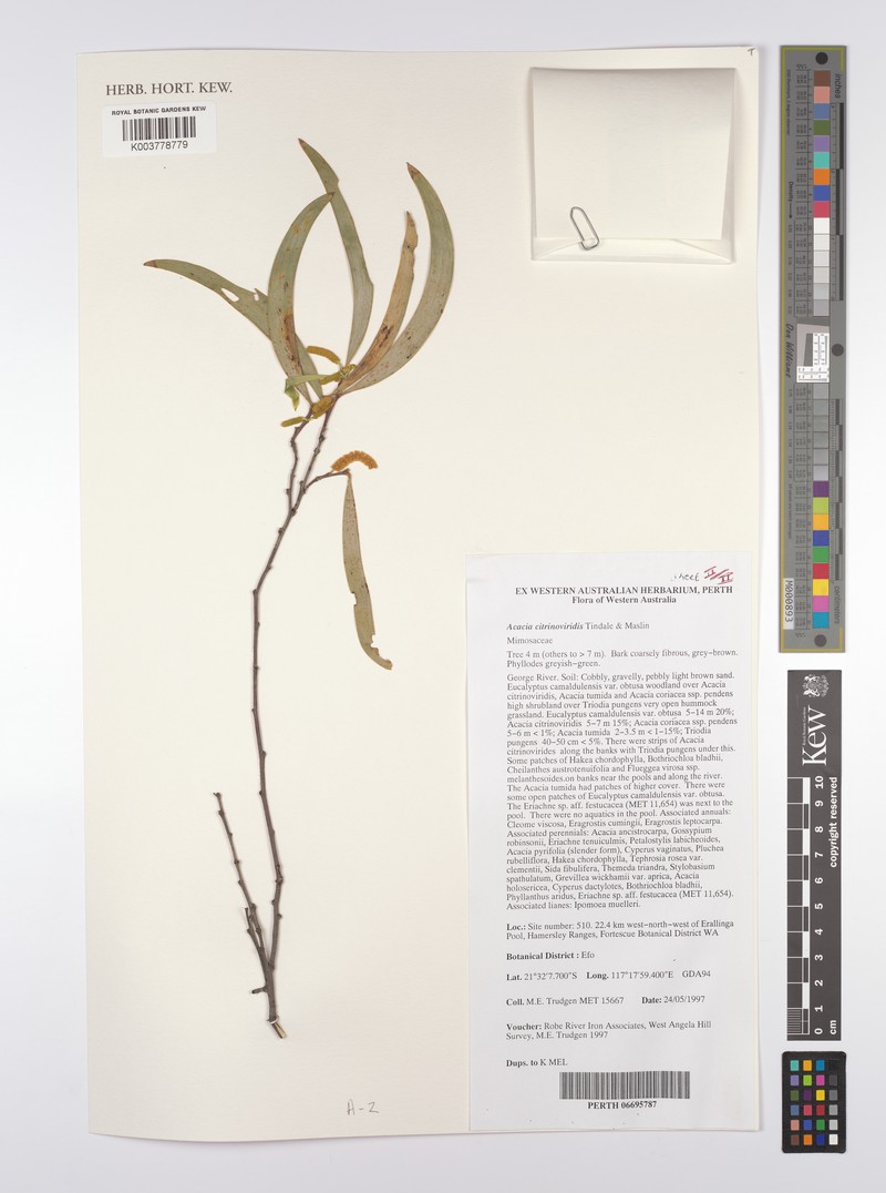 Acacia citrinoviridis photo 8