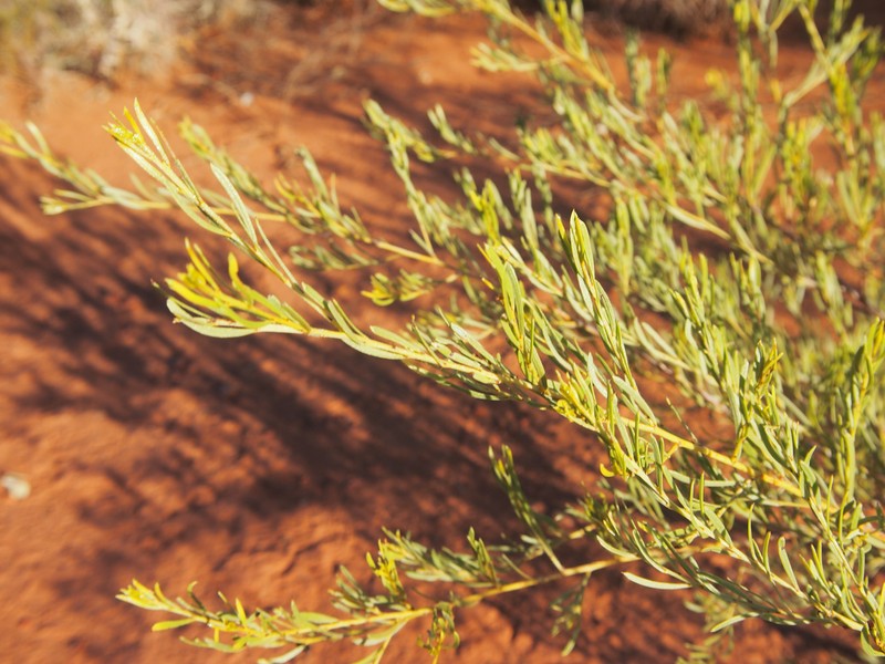 Acacia citriodora