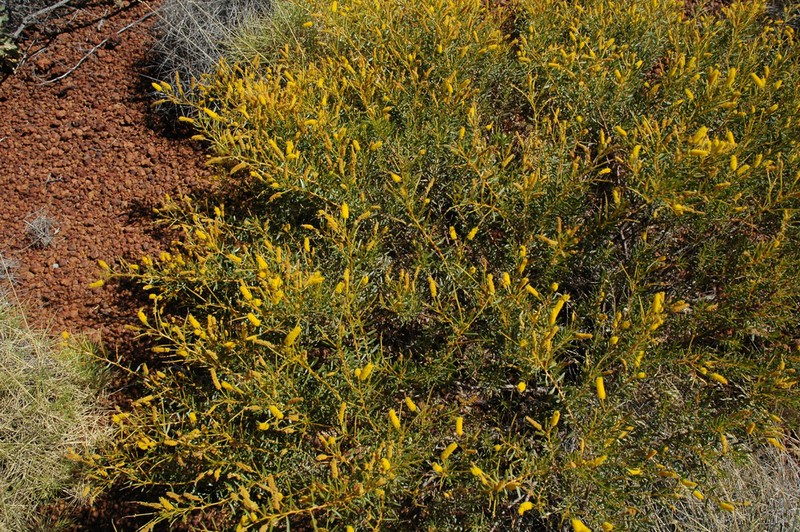 Acacia citriodora photo 2
