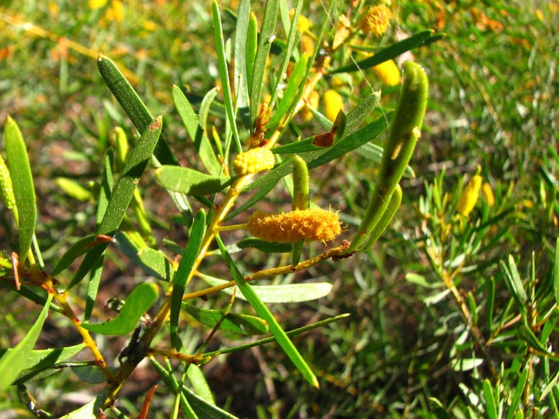 Acacia citriodora photo 3