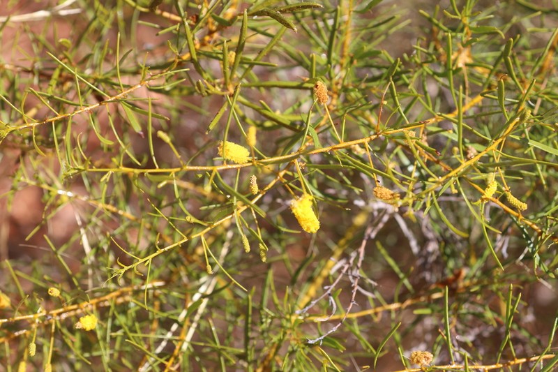 Acacia citriodora photo 4