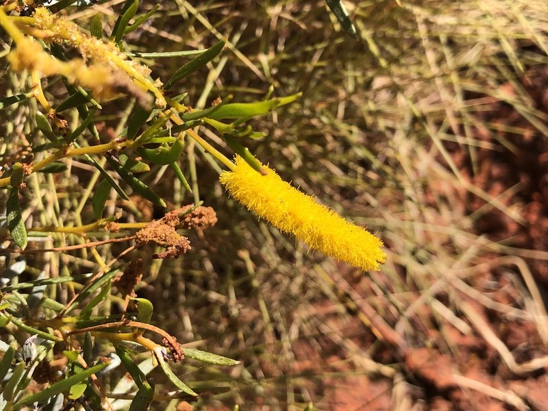 Acacia citriodora photo 5