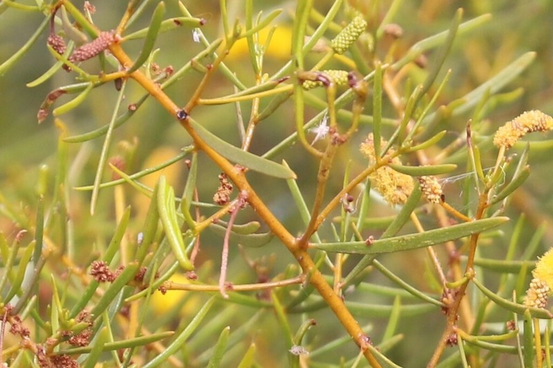 Acacia citriodora photo 6