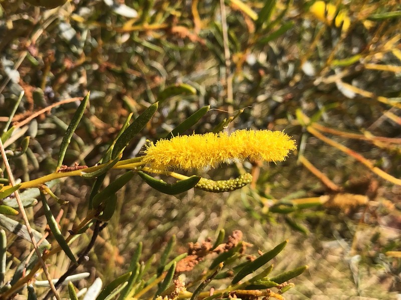 Acacia citriodora photo 7
