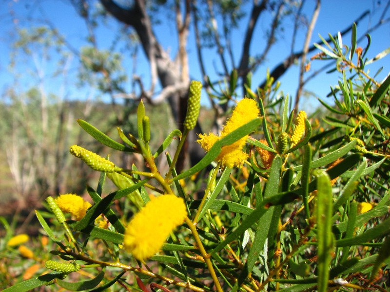 Acacia citriodora photo 8