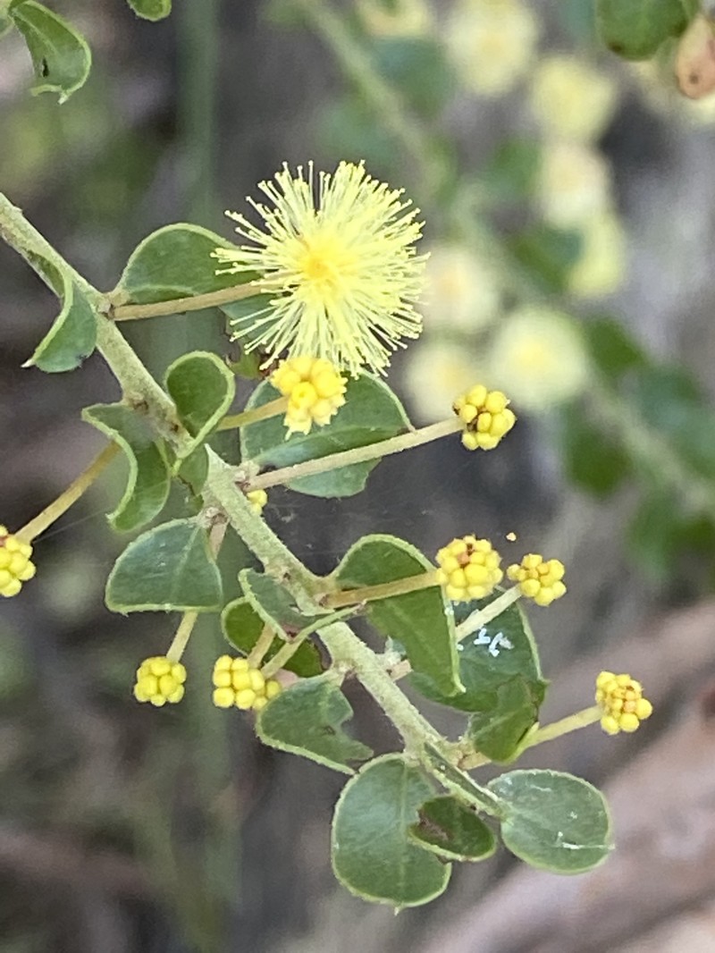 Acacia clandullensis