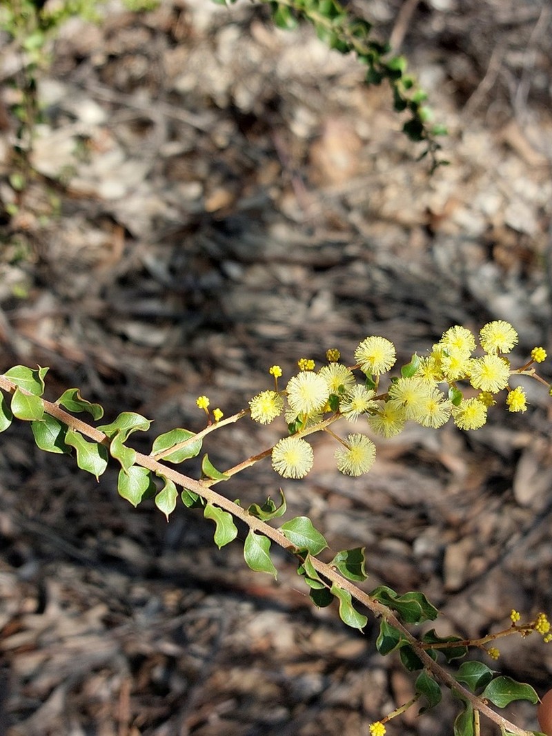 Acacia clandullensis photo 2