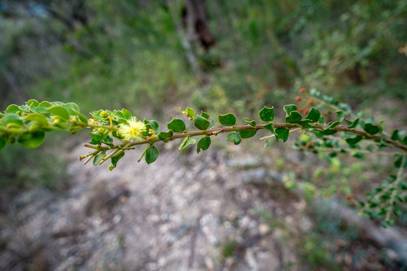Acacia clandullensis photo 3