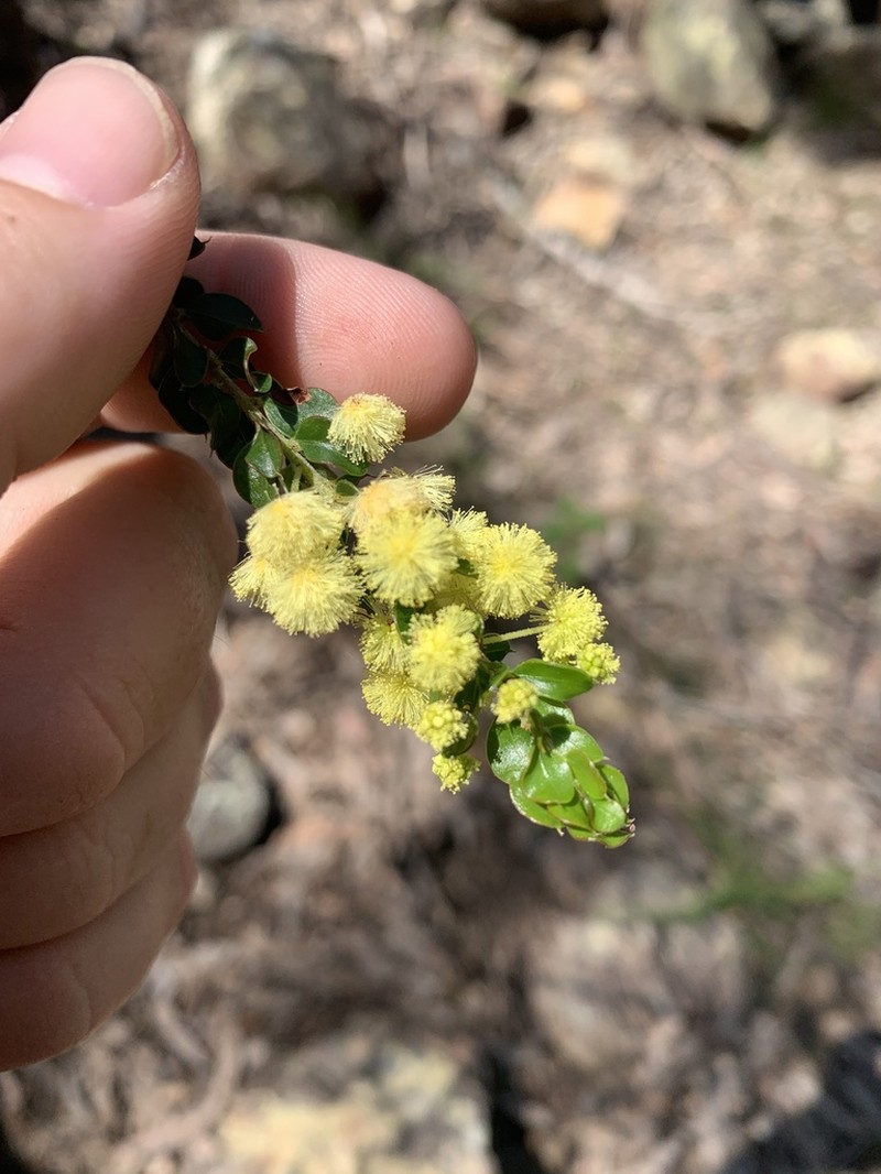 Acacia clandullensis photo 4