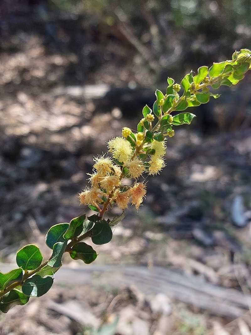 Acacia clandullensis photo 5