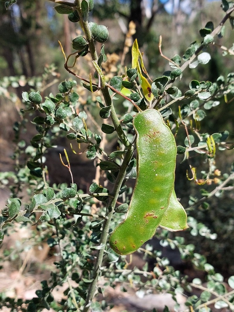 Acacia clandullensis photo 6