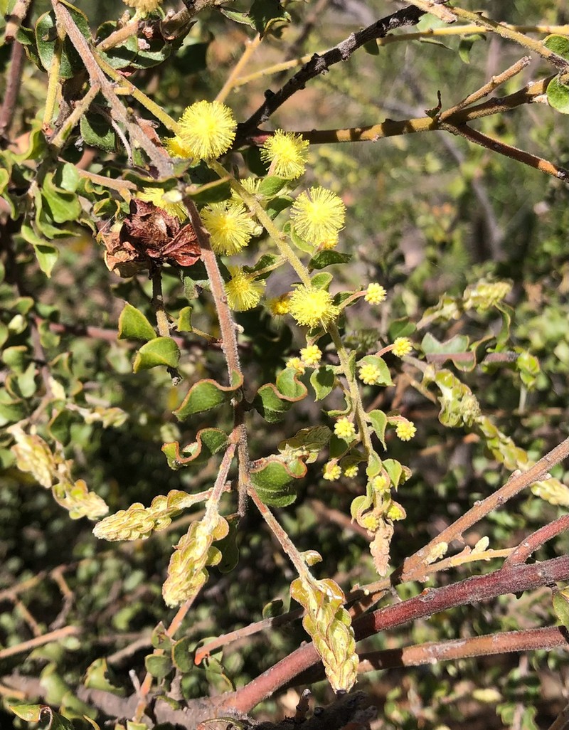 Acacia clandullensis photo 7