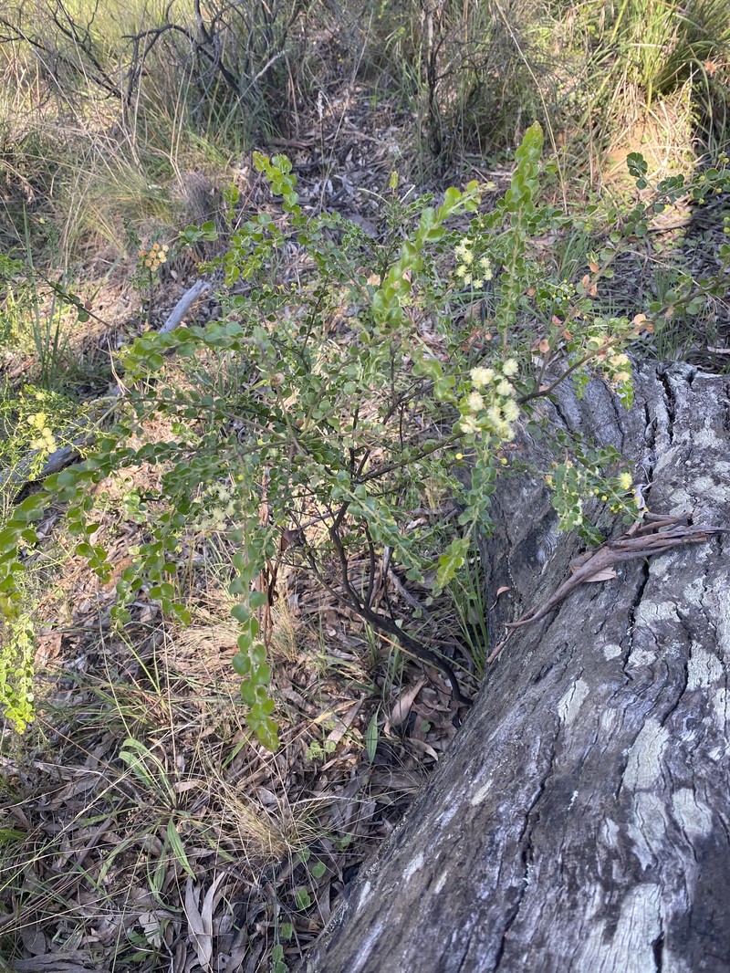 Acacia clandullensis photo 8