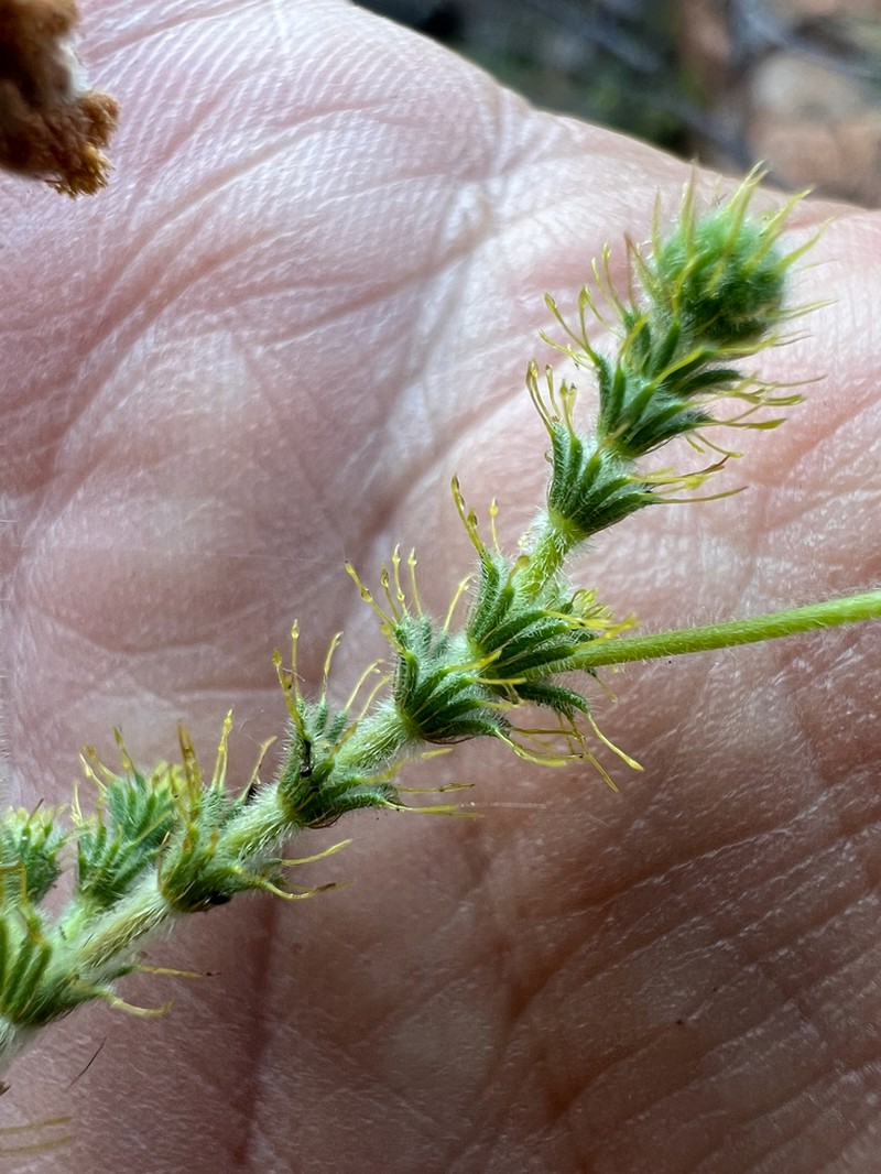 Acacia claviseta photo 2