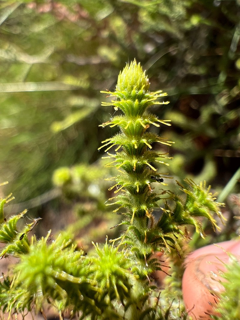 Acacia claviseta photo 3
