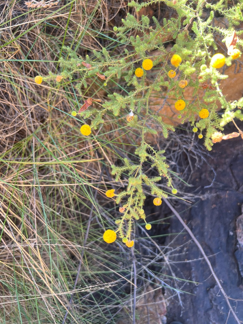 Acacia claviseta photo 4