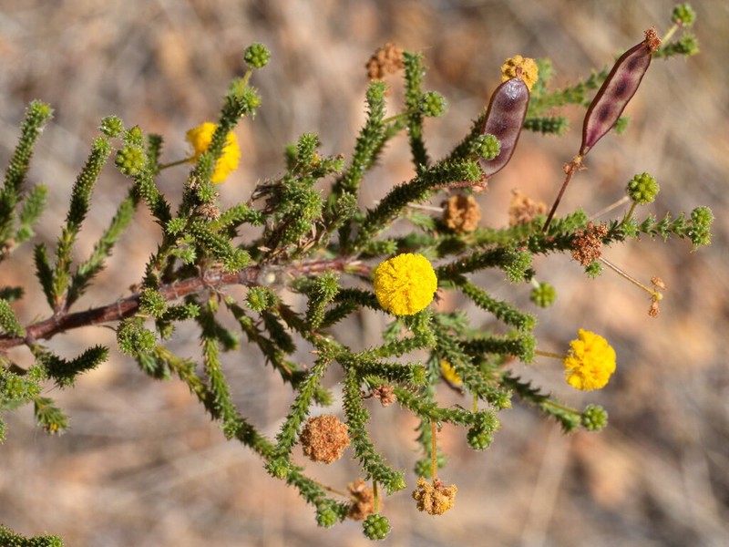 Acacia claviseta photo 5