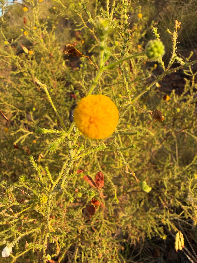 Acacia claviseta photo 7