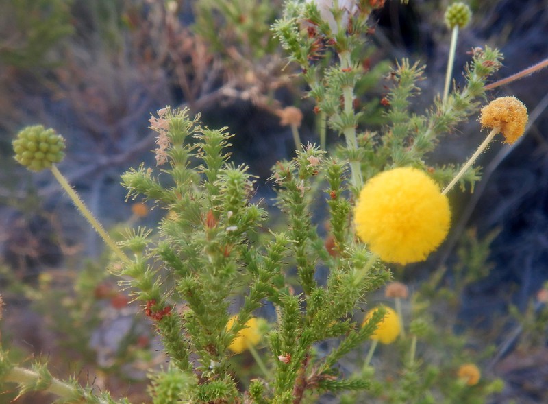 Acacia claviseta