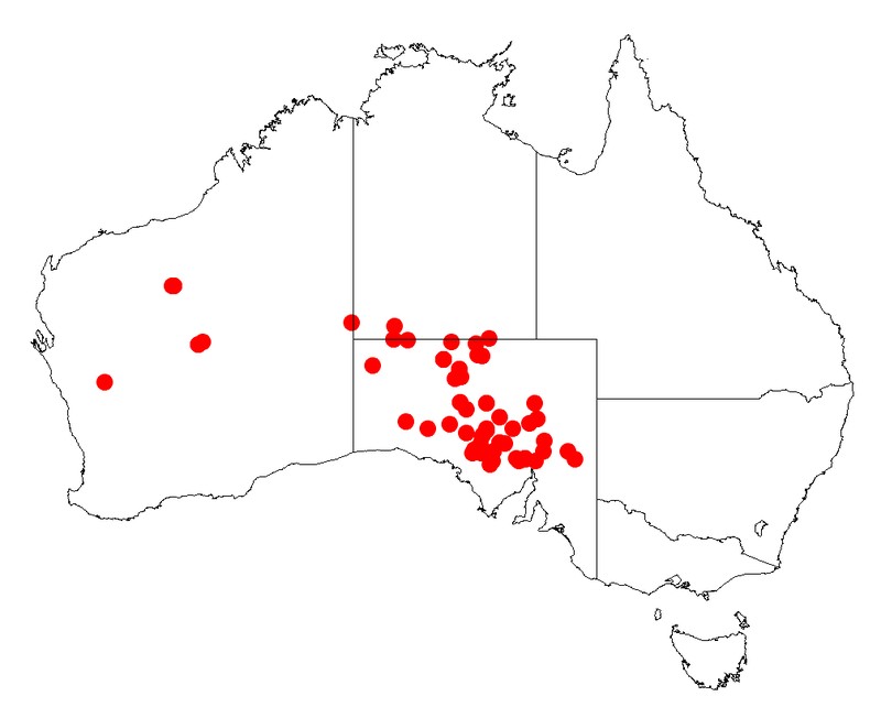 Acacia clelandii