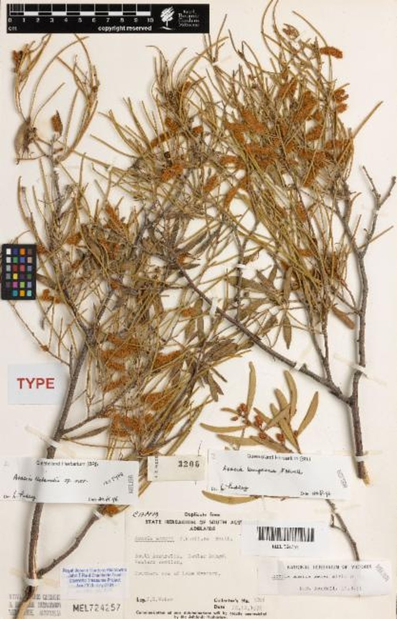 Acacia clelandii photo 2