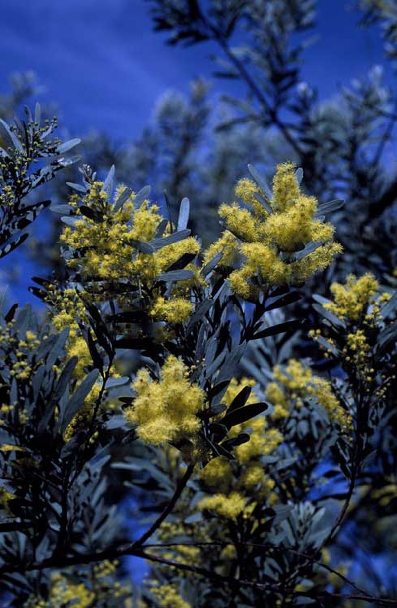 Acacia clunies-rossiae