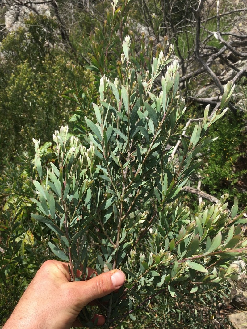 Acacia clunies-rossiae photo 2