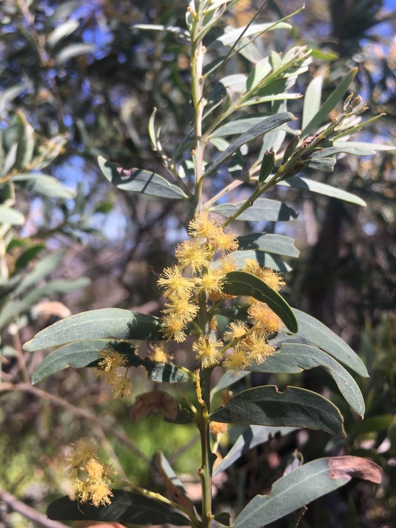 Acacia clunies-rossiae photo 3