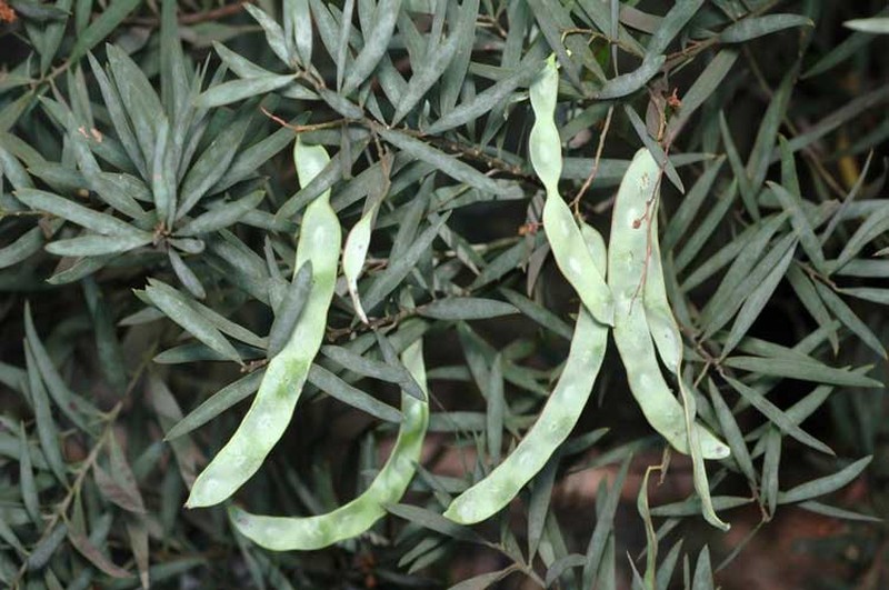 Acacia clunies-rossiae photo 4