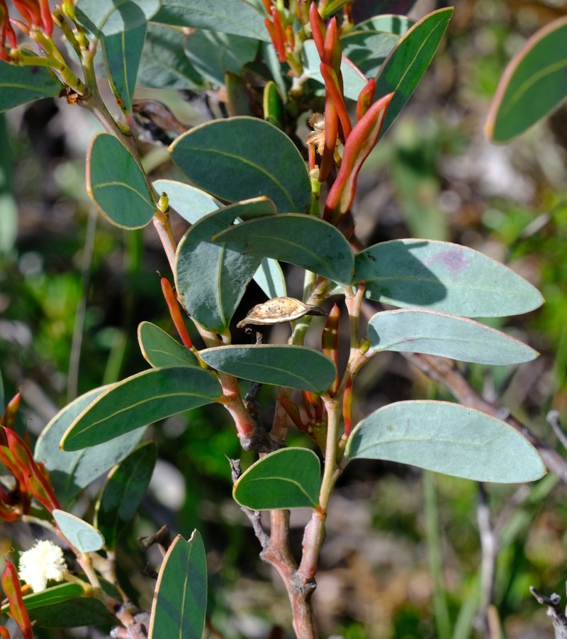 Acacia clydonophora