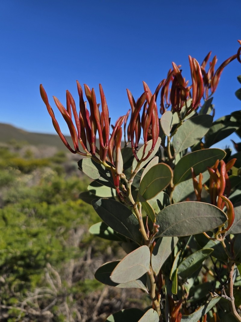 Acacia clydonophora photo 2