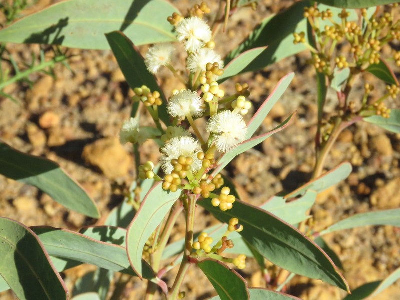 Acacia clydonophora photo 3