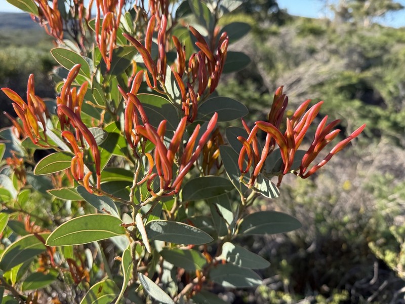 Acacia clydonophora photo 4