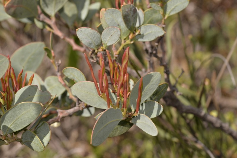 Acacia clydonophora photo 5