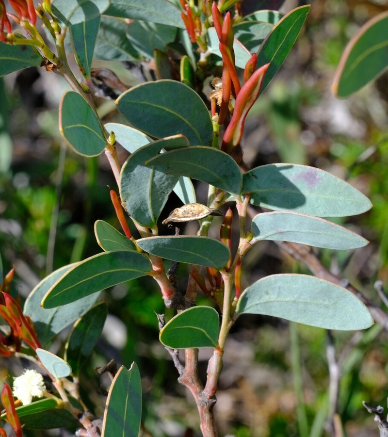 Acacia clydonophora photo 6