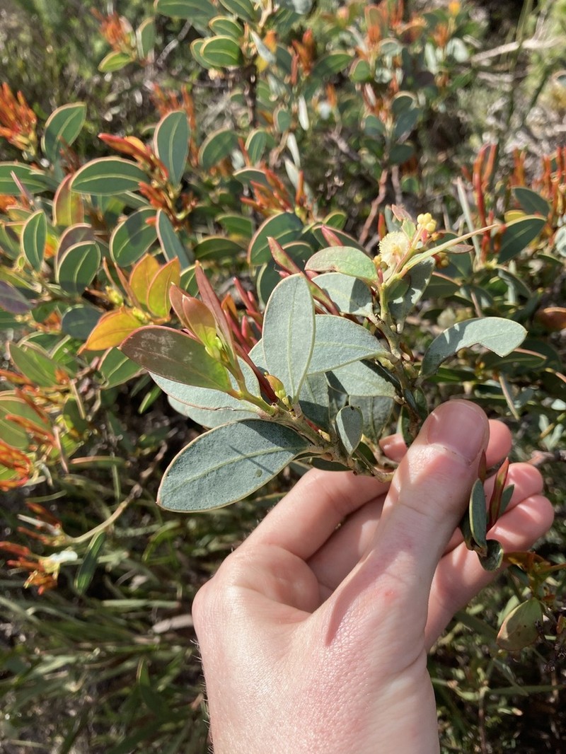 Acacia clydonophora photo 8