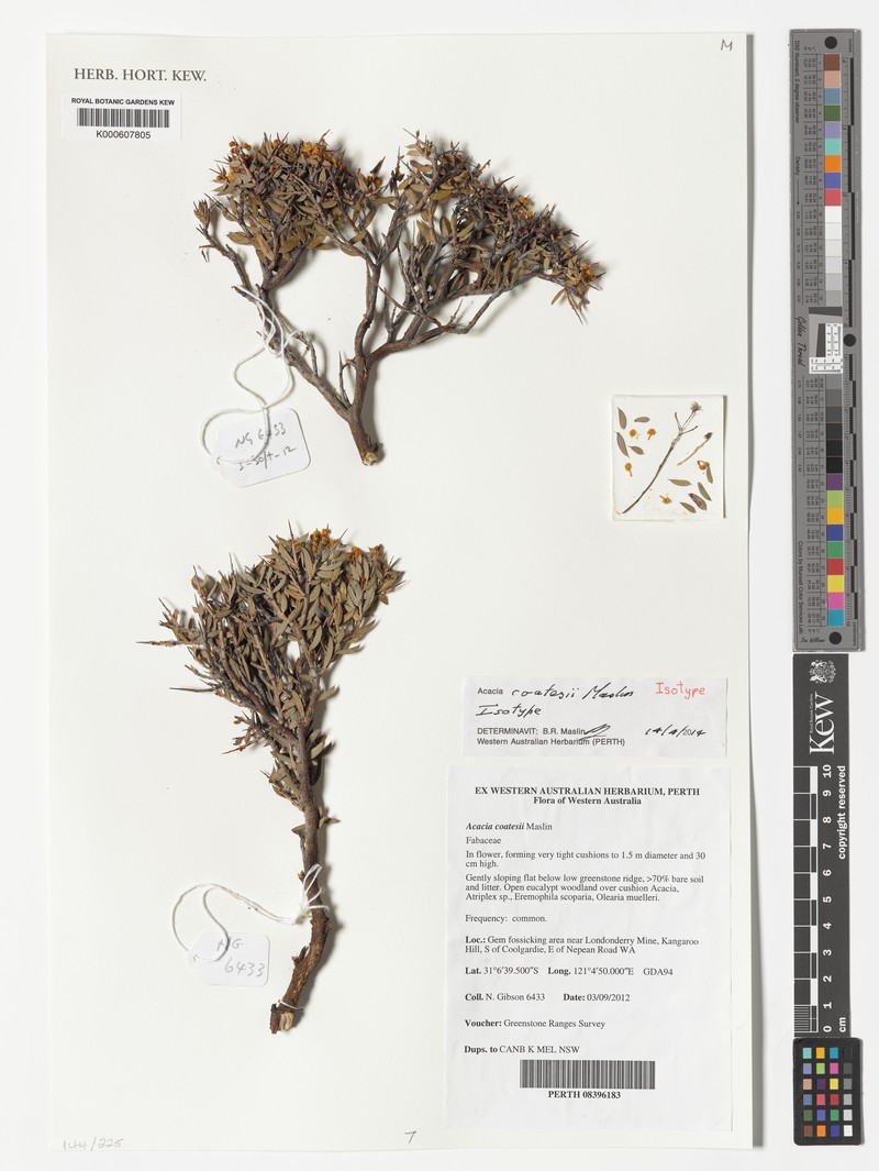 Acacia coatesii