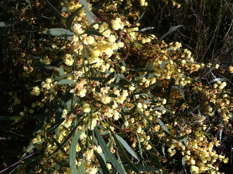 Acacia cochlearis