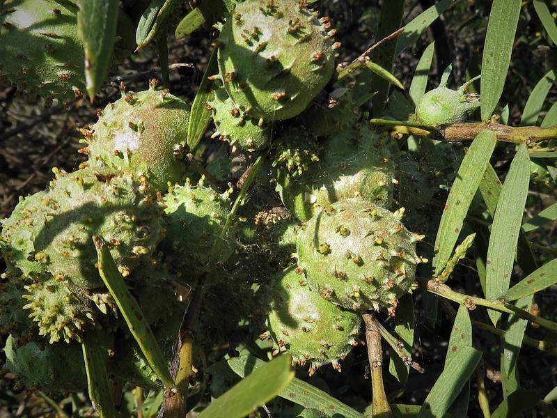 Acacia cochlearis photo 2