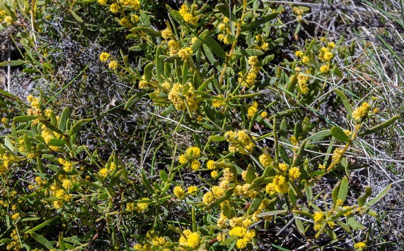 Acacia cochlearis photo 3