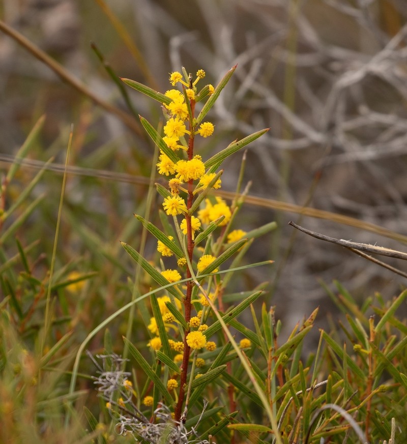 Acacia cochlearis photo 4
